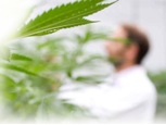 Picture of a cannabis leaf and a doctor