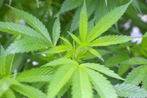 Marijuana ( Cannabis), Hemp Plant Growing Inside Of The Green Ho