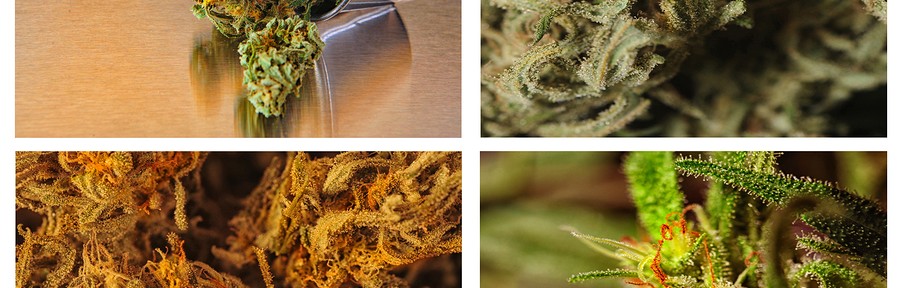 THC, THCA, CBD, CBC, CBN: Medical Marijuana Compisition, The Chemicals in Cannabis