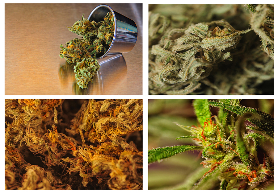 THC, THCA, CBD, CBC, CBN: Medical Marijuana Composition, The Chemicals in Cannabis