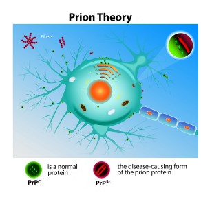 Prion Theory