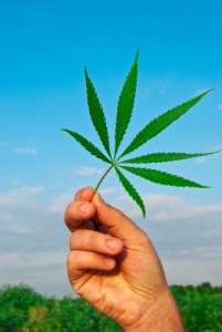 Cannabis Leaf in Hand