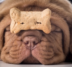 Dog with a dog biscuit balancing on his nose