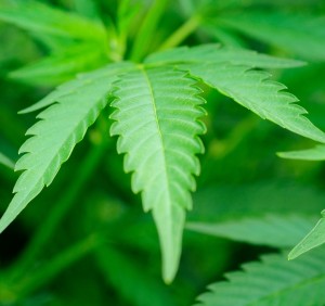Leaf Of Cannabis