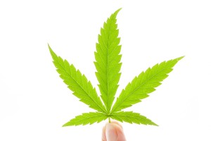 Cannabis leaf in female hand isolated on white background. Medical marijuana.