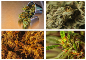 Types of Medical Marijuana Strains