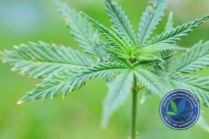 THC-A and CBD-A: What are the Benefits?