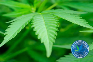 Essential Nutrients to Grow Medical Marijuana