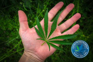 Cannabis Leaf in Hand