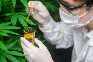 cannabis scientist