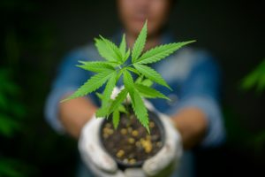 Farmer is holding cannabis seedlings in legalized farm.