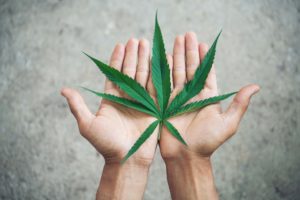 cannabis leaf in hand
