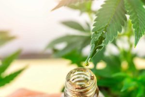 Cannabis plant and cannabis oil