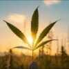 Cannabis Leaf at Sunrise